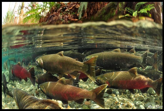 Coho Salmon 2 Realfish USA Inland Series